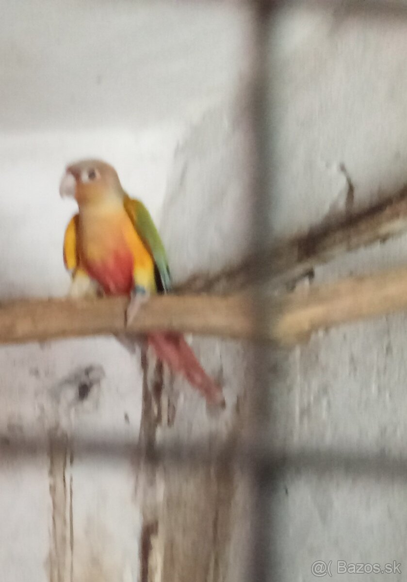 Pyruri