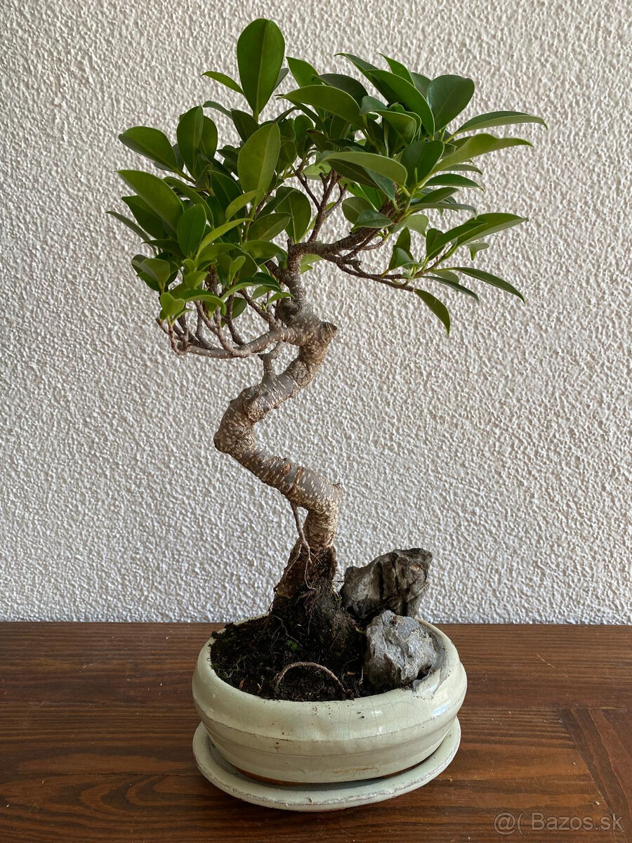 Fikus Ficus Retusa bonsaj1