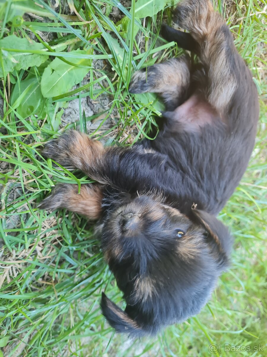 Eladó Yorkshire terrier kutyusok
