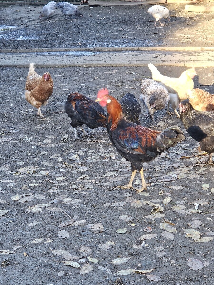 Predam mlade kohuty- plemeno vlaška jarabičia a araukana