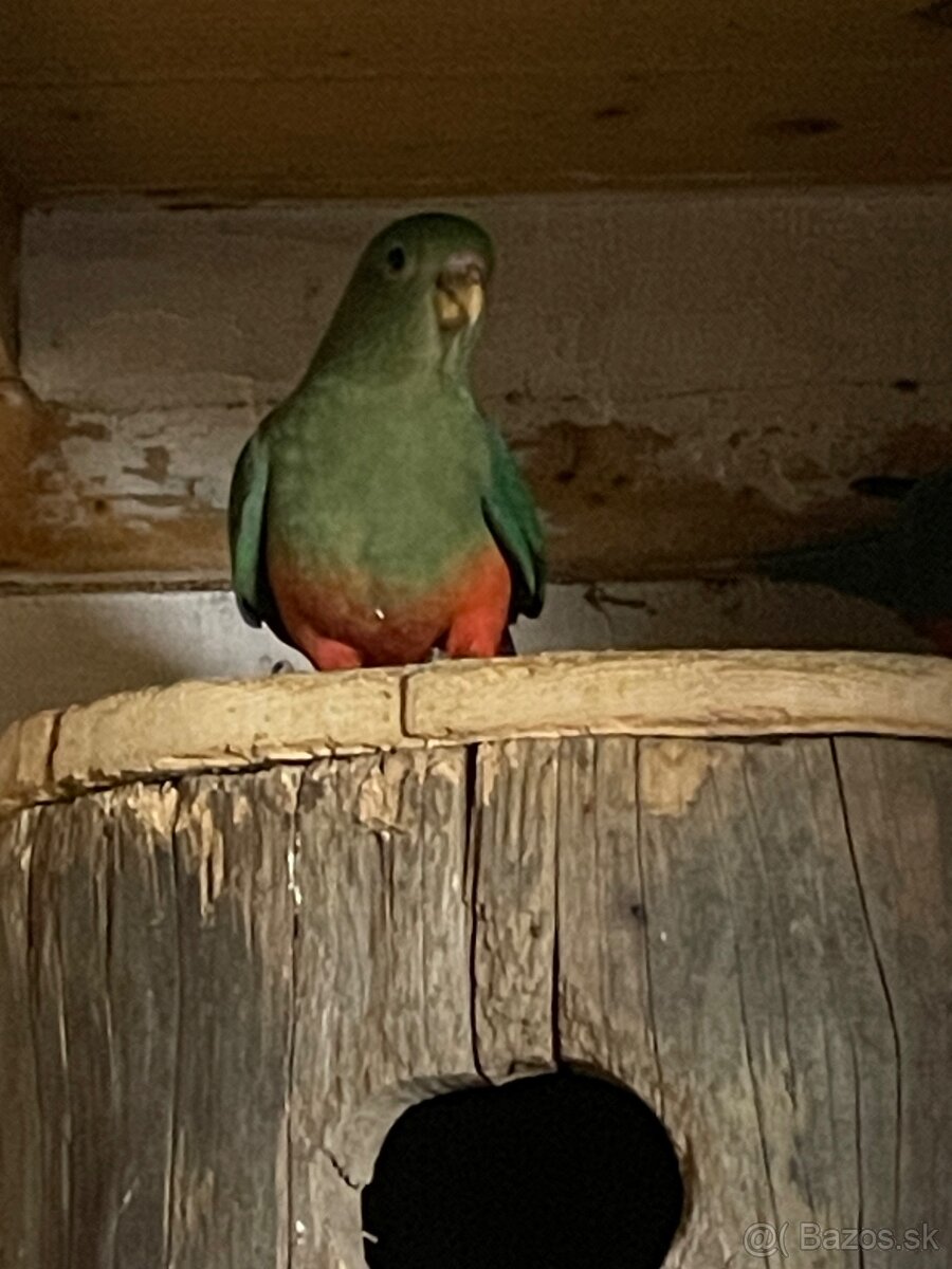 Papagáj kráľovsky