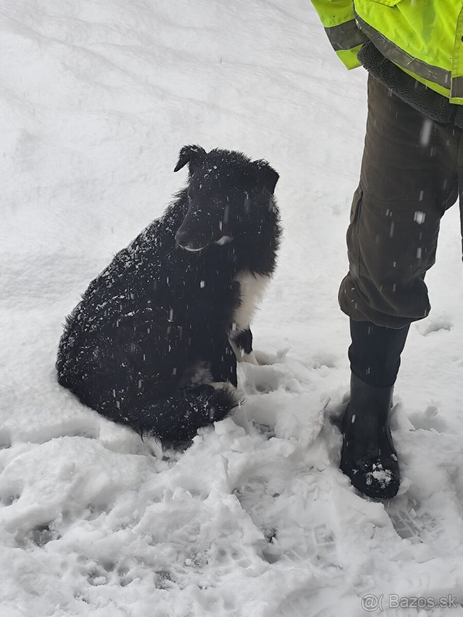 Predám Border koliu