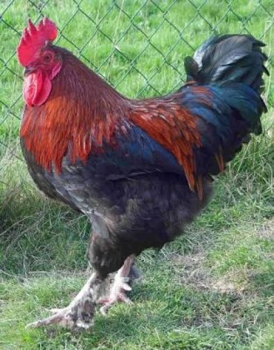 Predám čistokrvných kohútov Marans a Lakenfeld