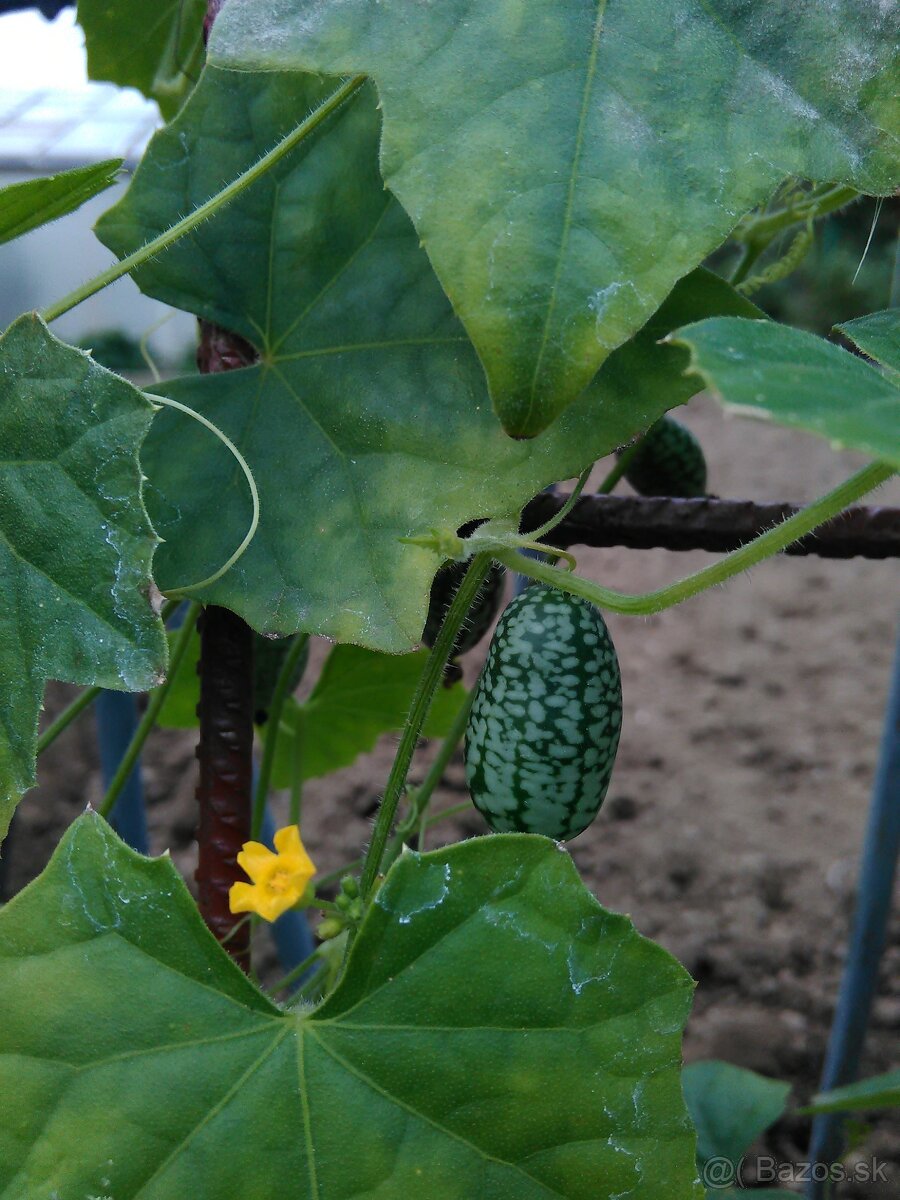 Cucamelon (Melotria scabra) - semená