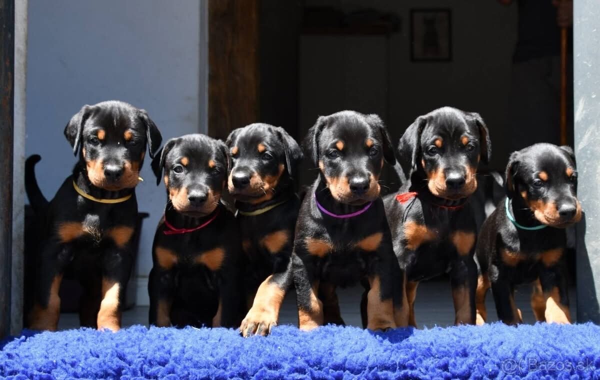 Doberman