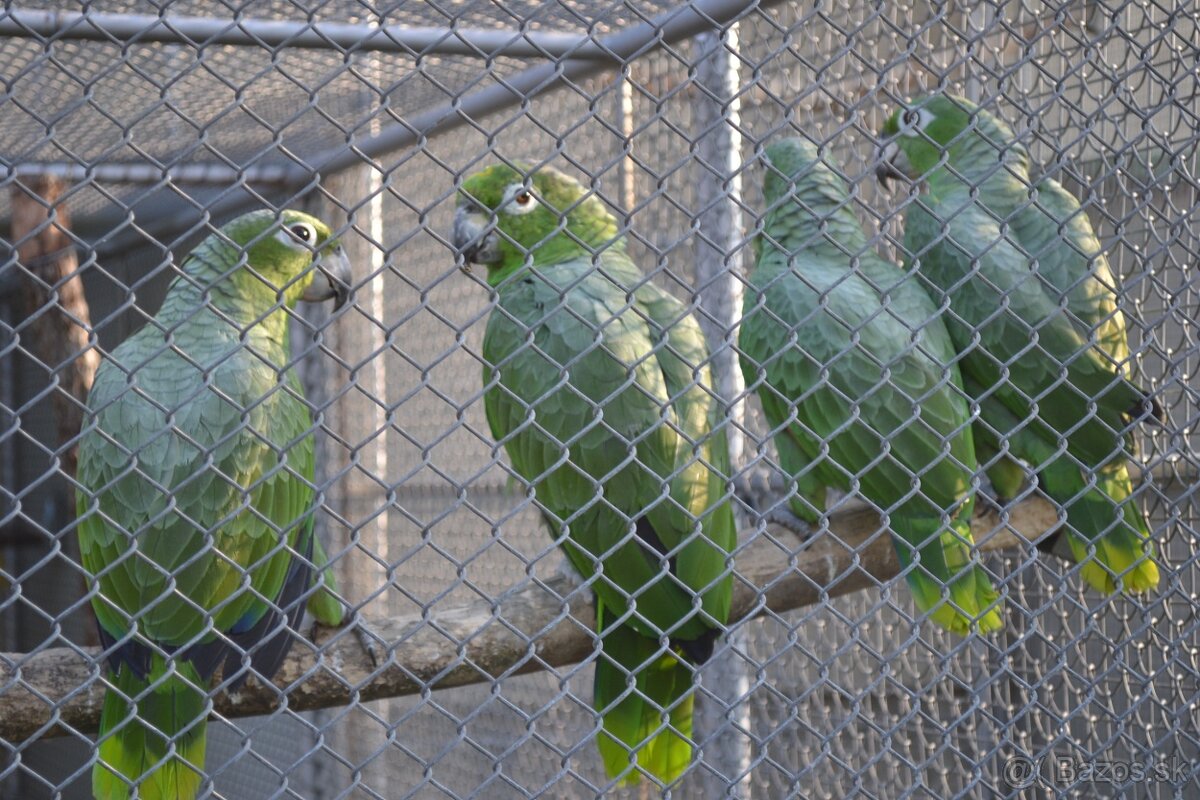 Predám Amazona.f.farinosa