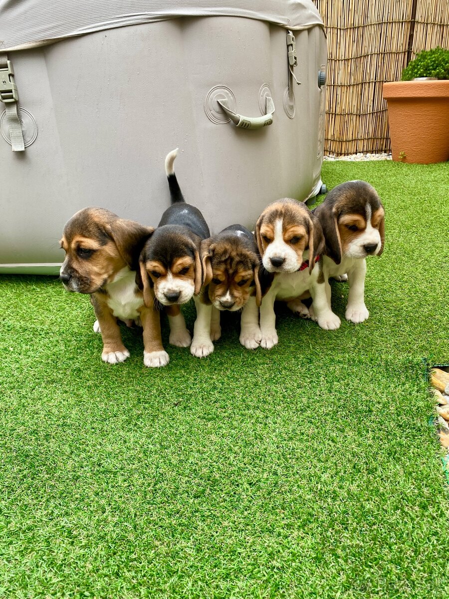 BÍGL , BÍGEL , BEAGLE