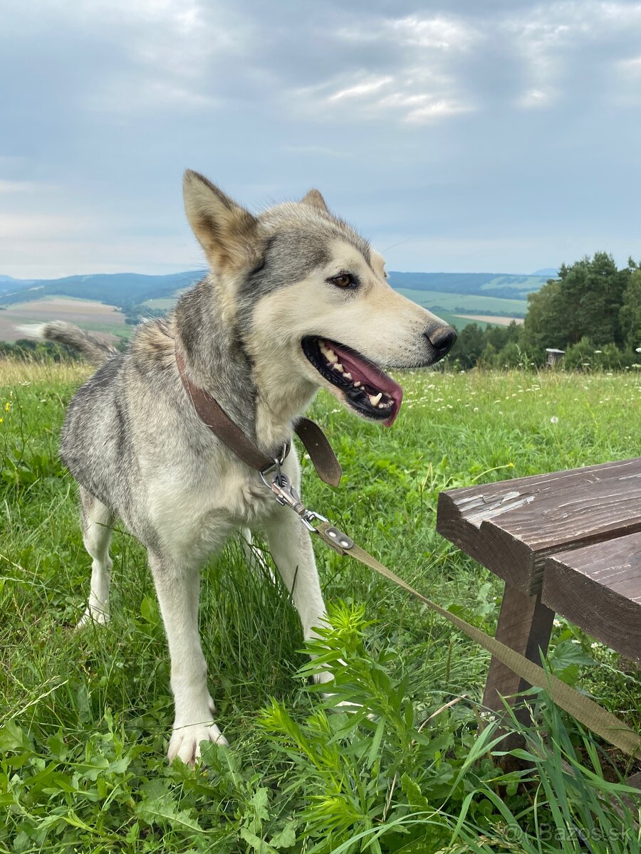 DARUJEM psíka do dobrých rúk – Aljašský malamut Sabinka