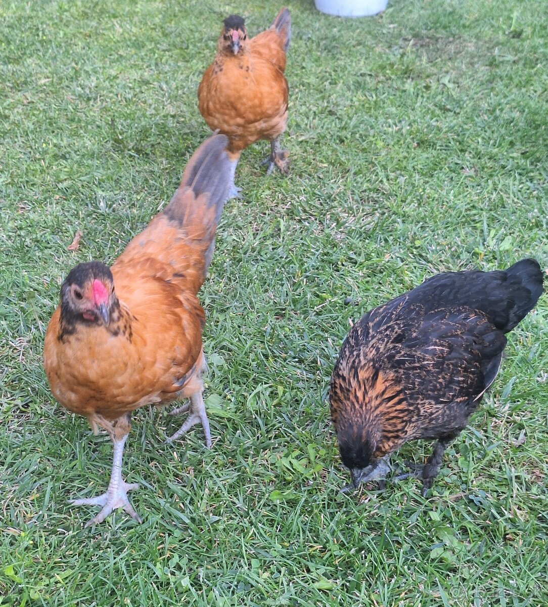 Kohutikovia a sliepočky