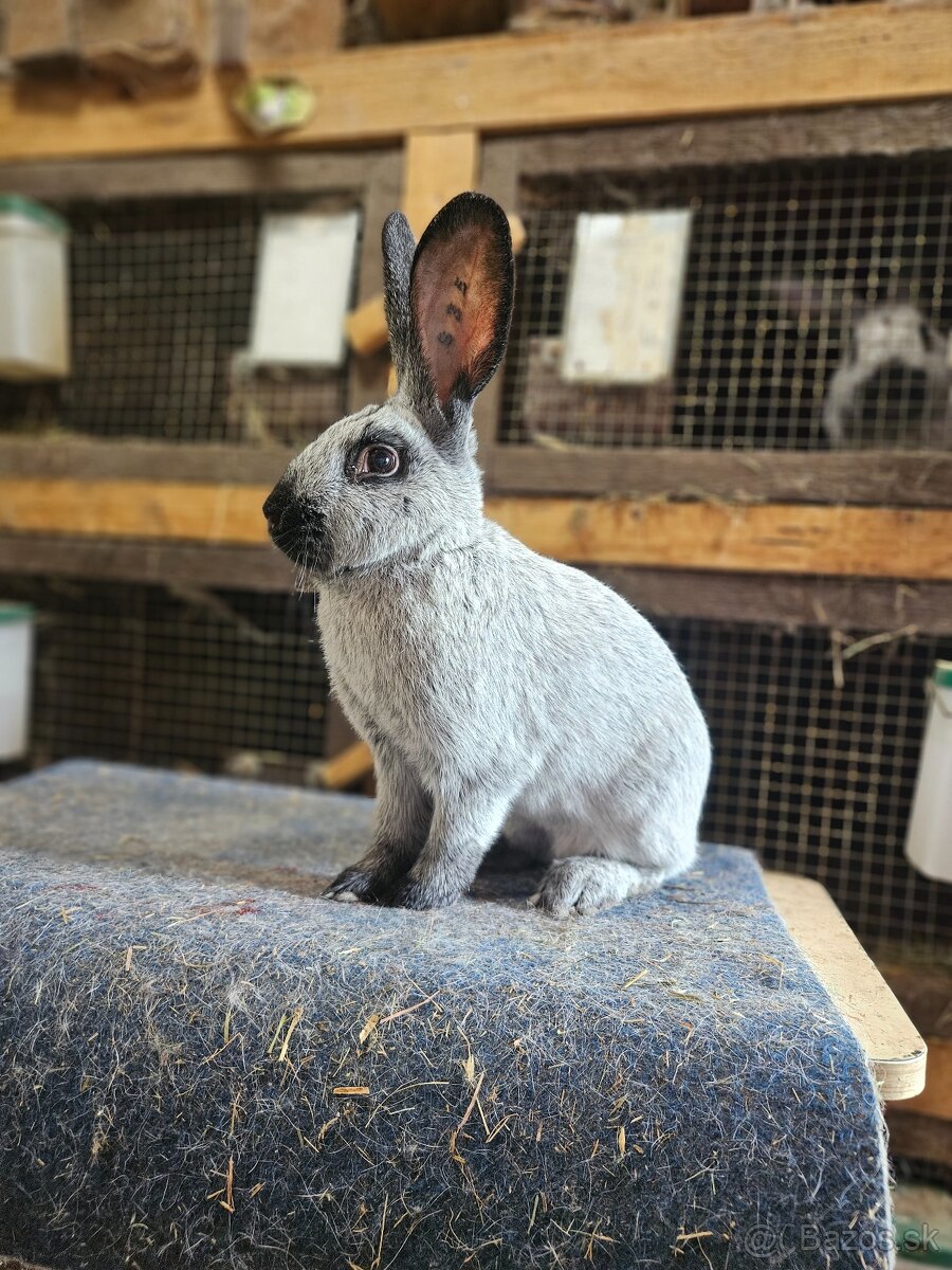 Predám králiky francúzsky strieborný