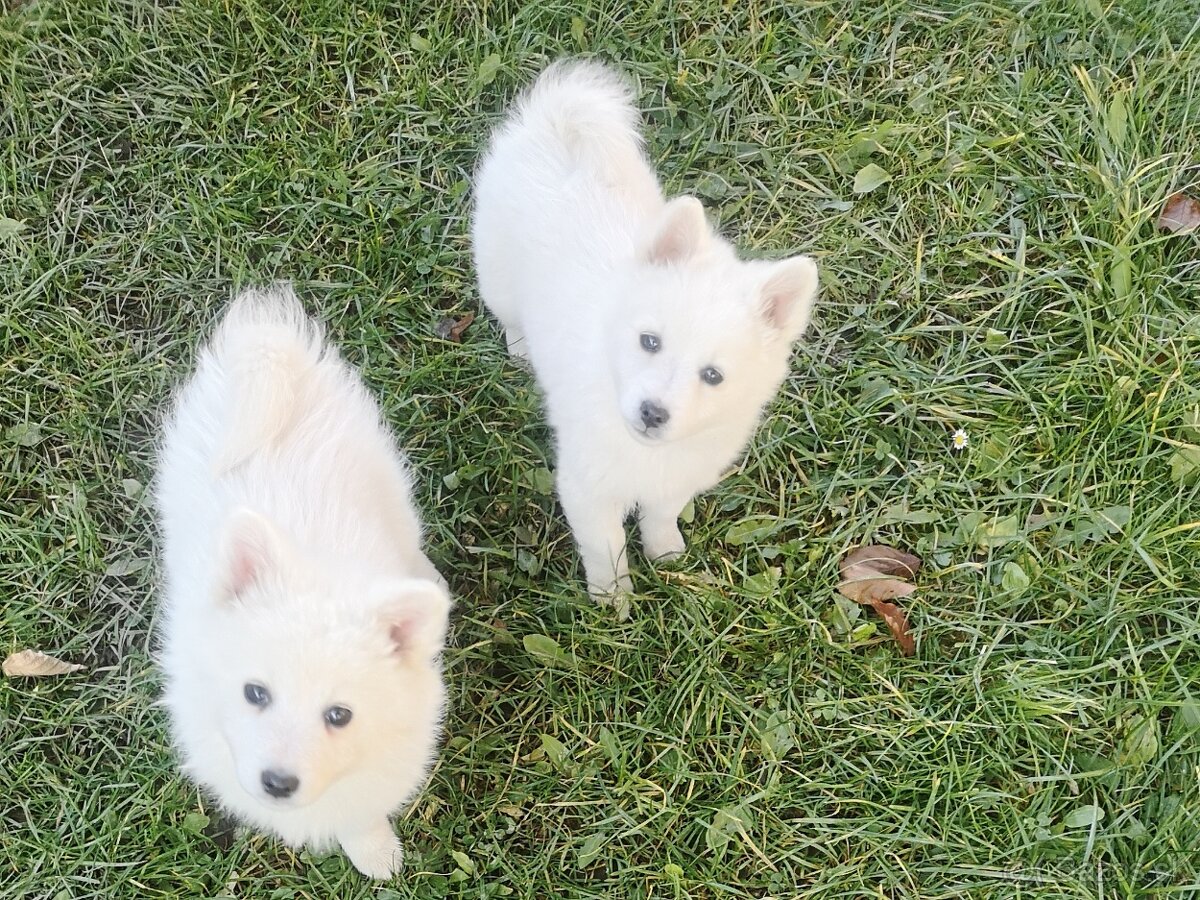 Nemecký špic biely stredný