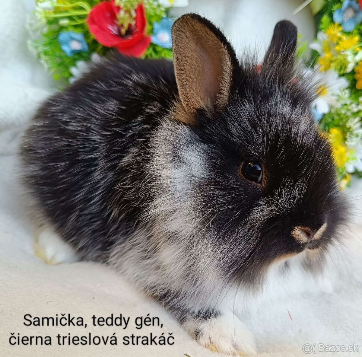 Zakrslý králik teddy gén s VP - samička