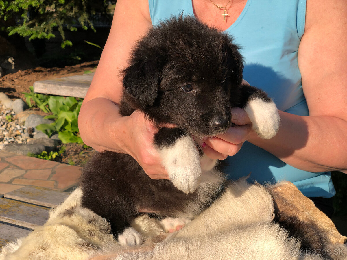 border kólia (collie, kolia)