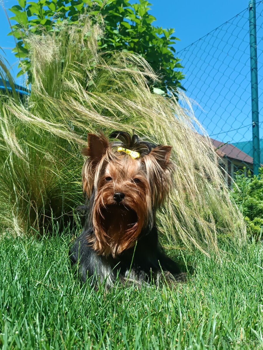 Fenka YORKSHIRE TERRIER s PP (FCI) rodokmeňom