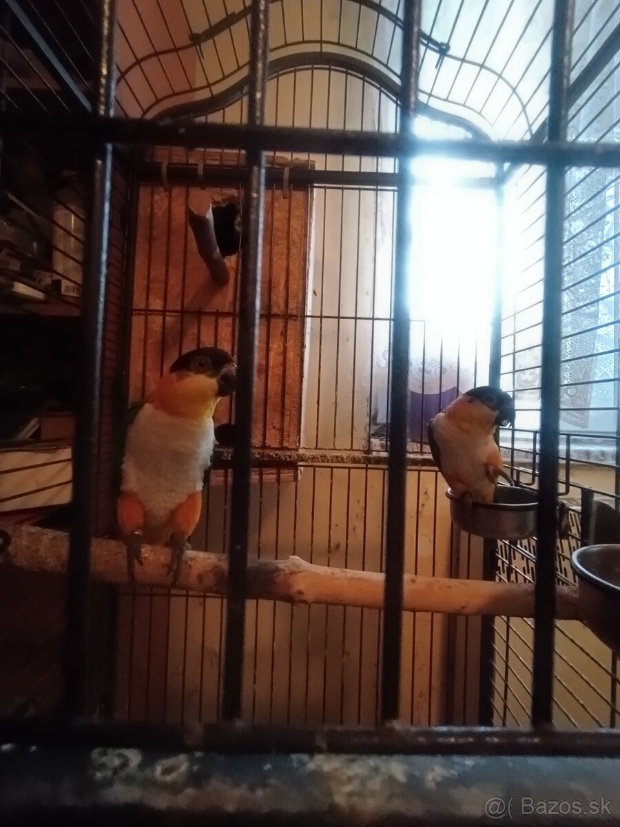 Predám amazonikov ciernotemennych