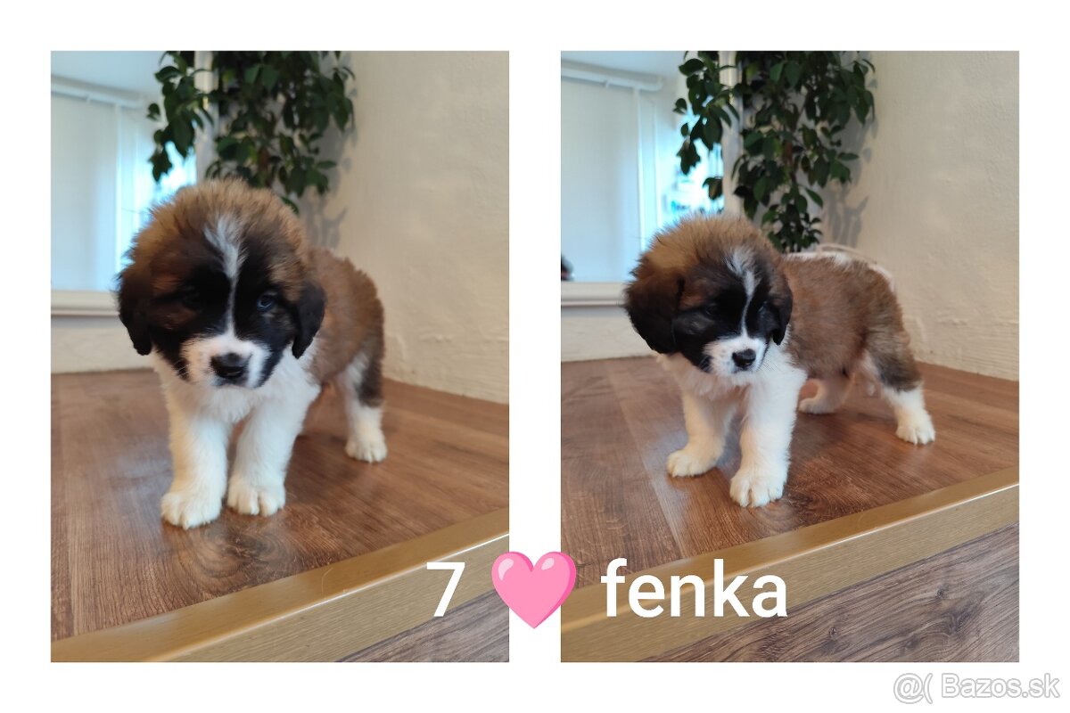 Šteniatka bernardín