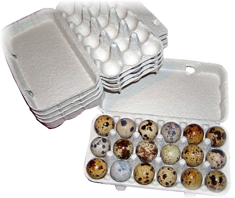 Nasadove vajcia prepelice