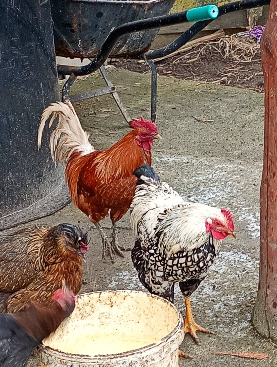 Predám mladé kohúty.2025