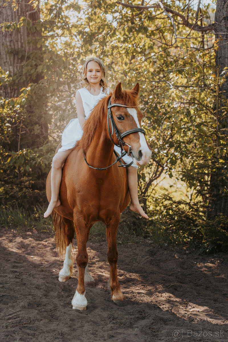 sportovní , chovná a školní pony klisna