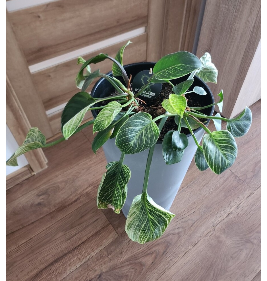 Predám philodendron