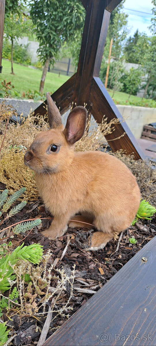 zakrsly Teddy zajko
