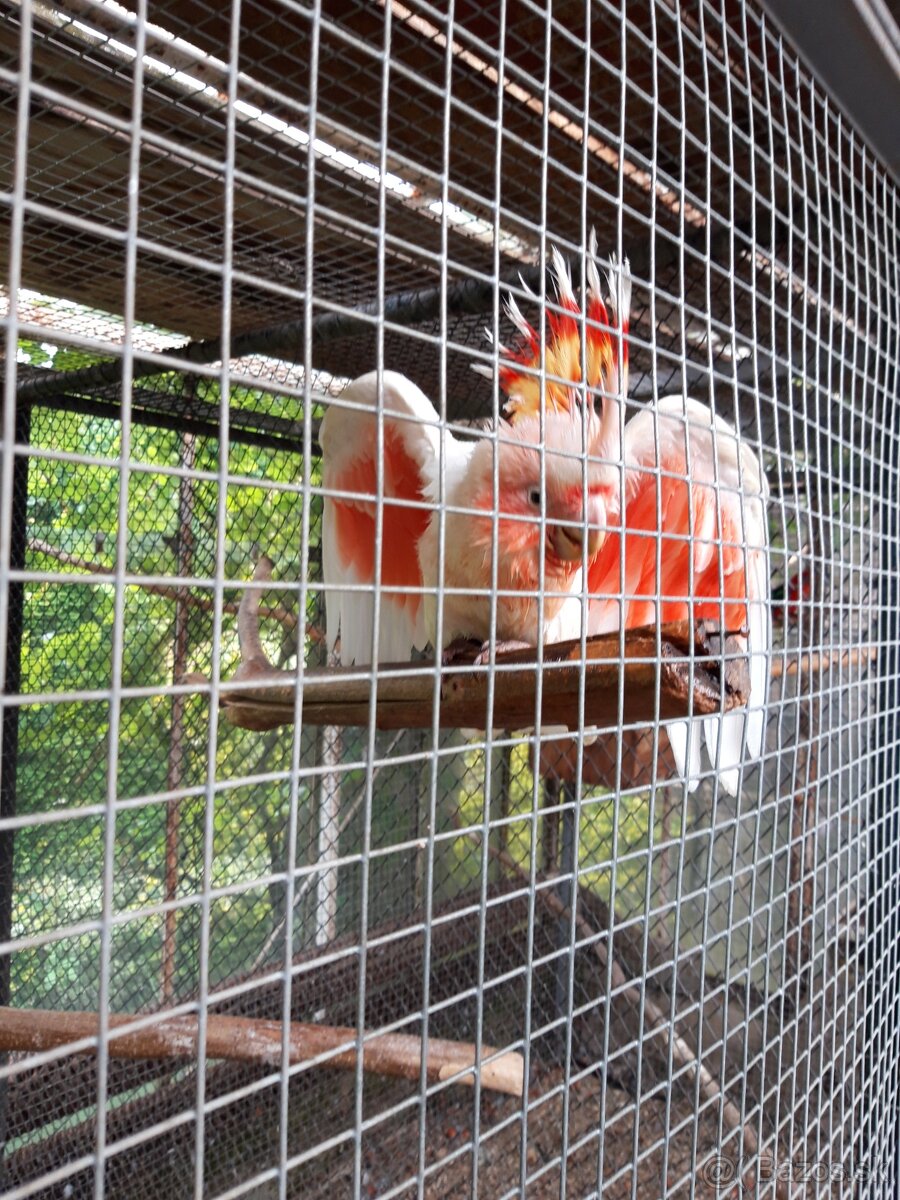Kakadu inka 0,1