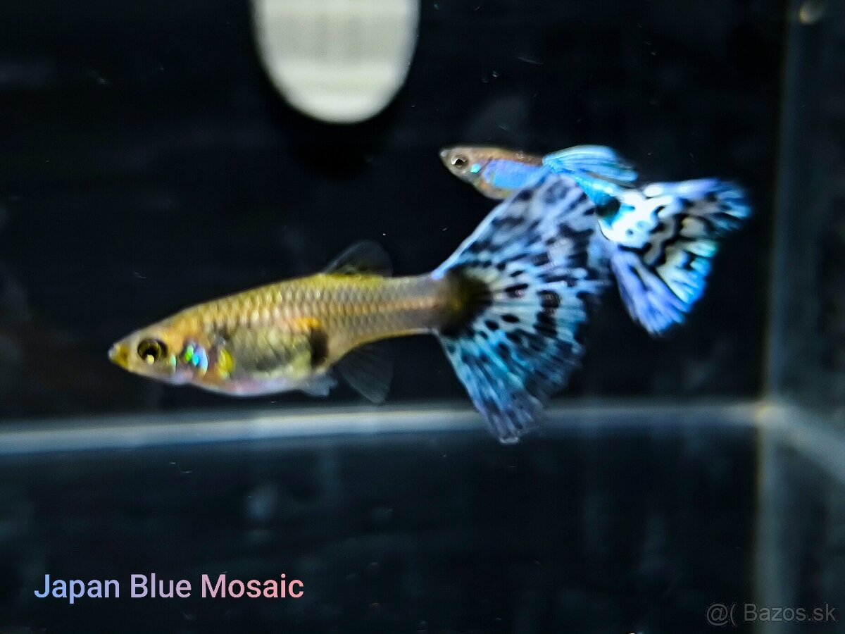 Japan Blue Mosaic Guppy/Gupky