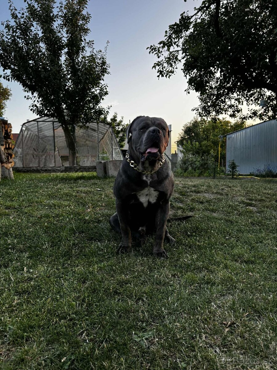 Krytie cane corso