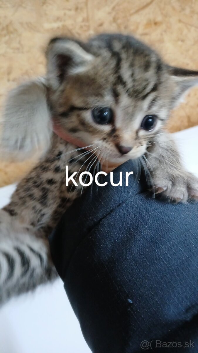 Darujem krasne maciatka