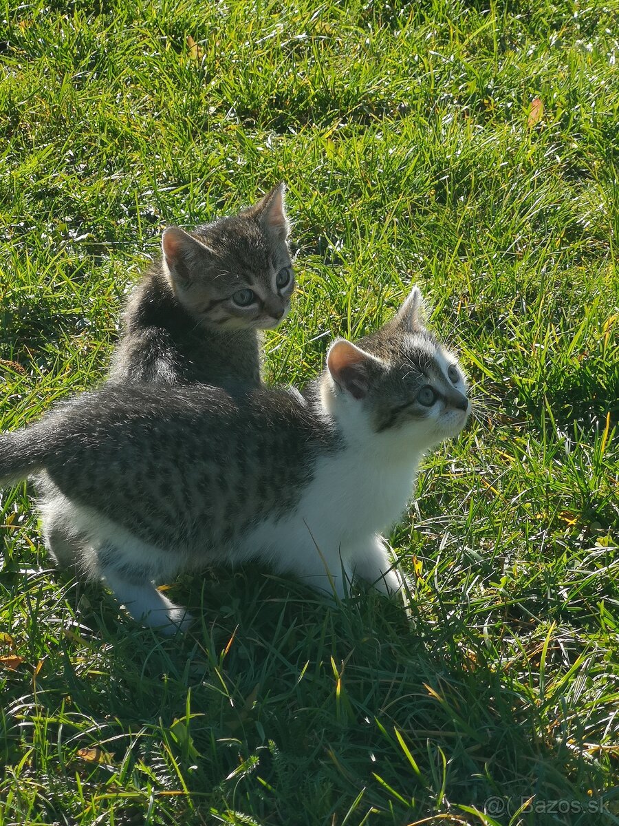 Darujem krásne mačiatka