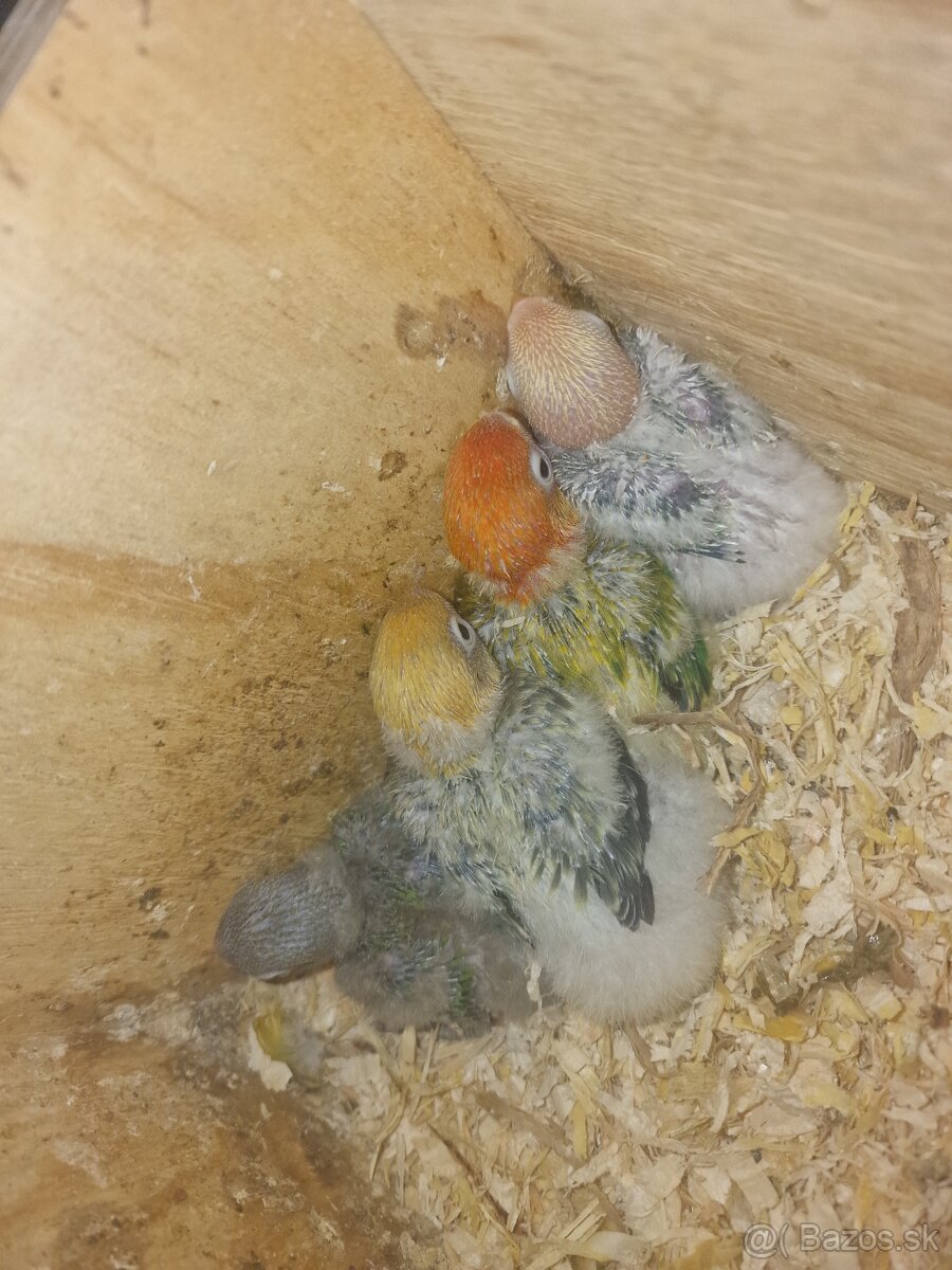 Agapornis fisher na dokrmenie