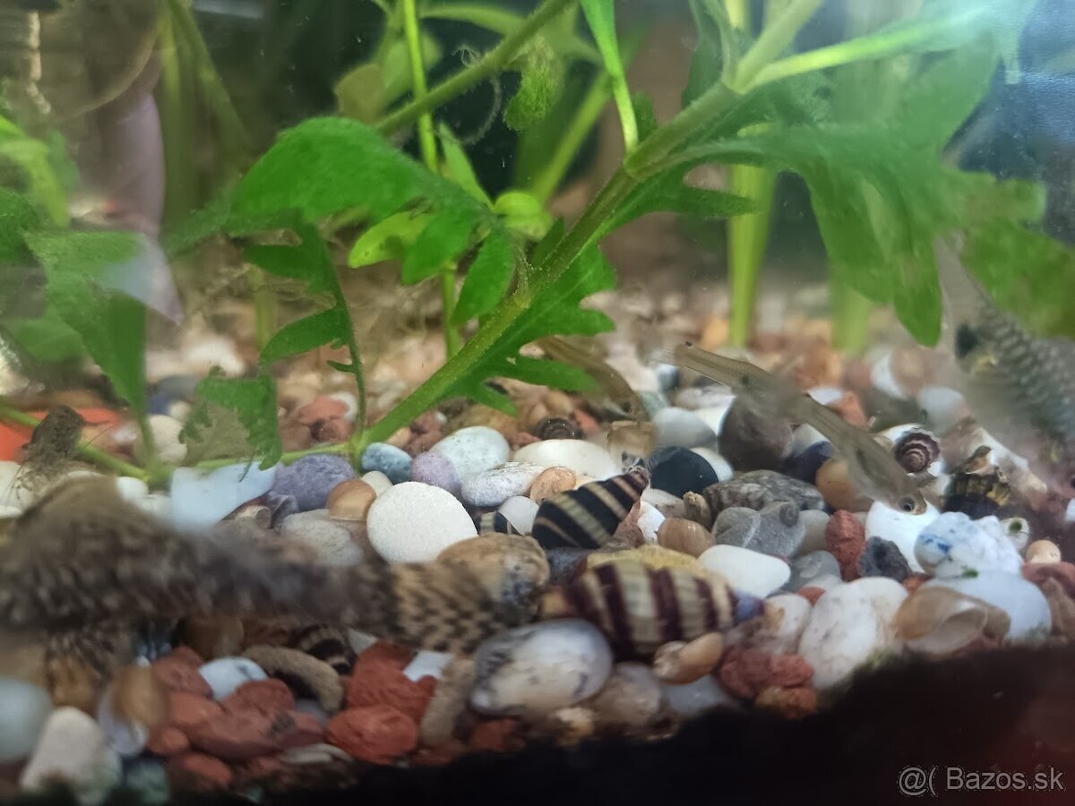 Predám Clea Helena - Helenky