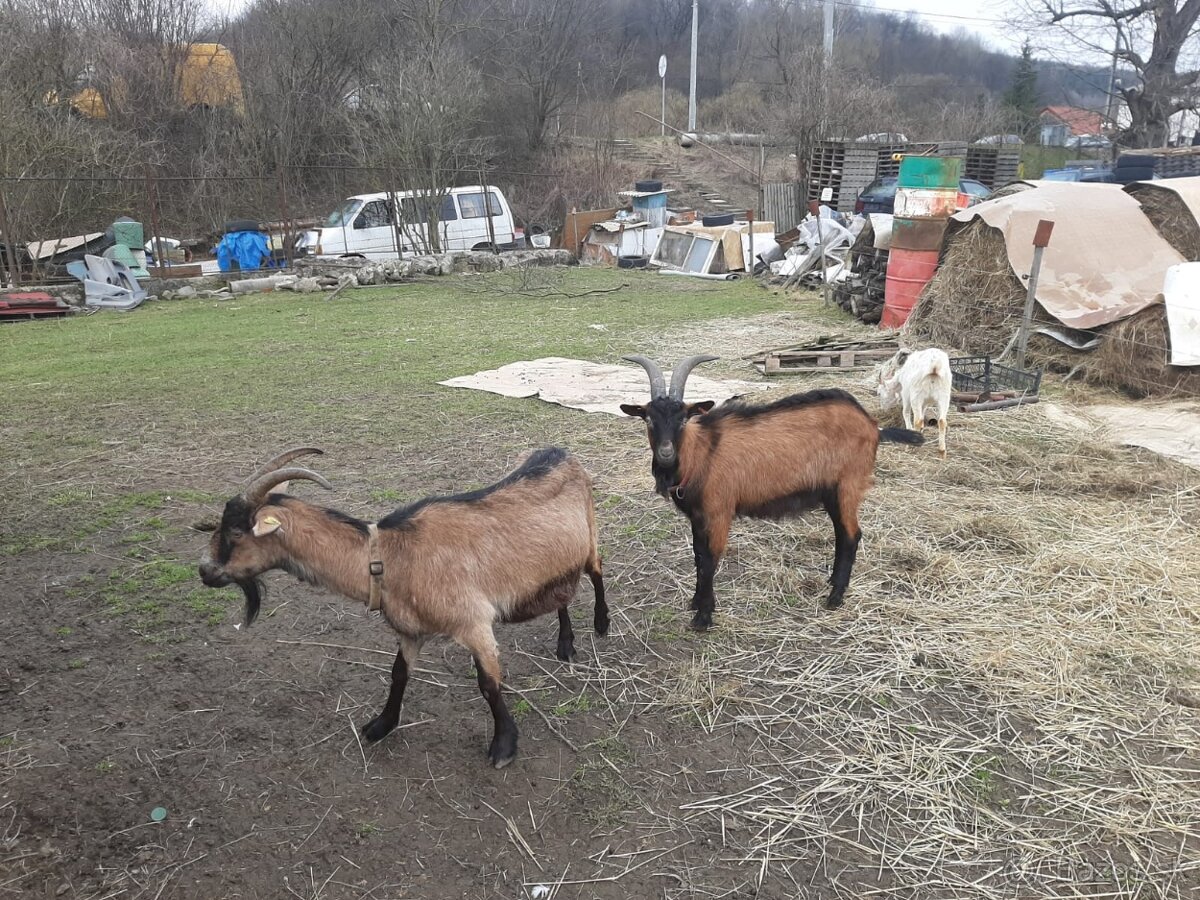 Francuzke Alpske kozy
