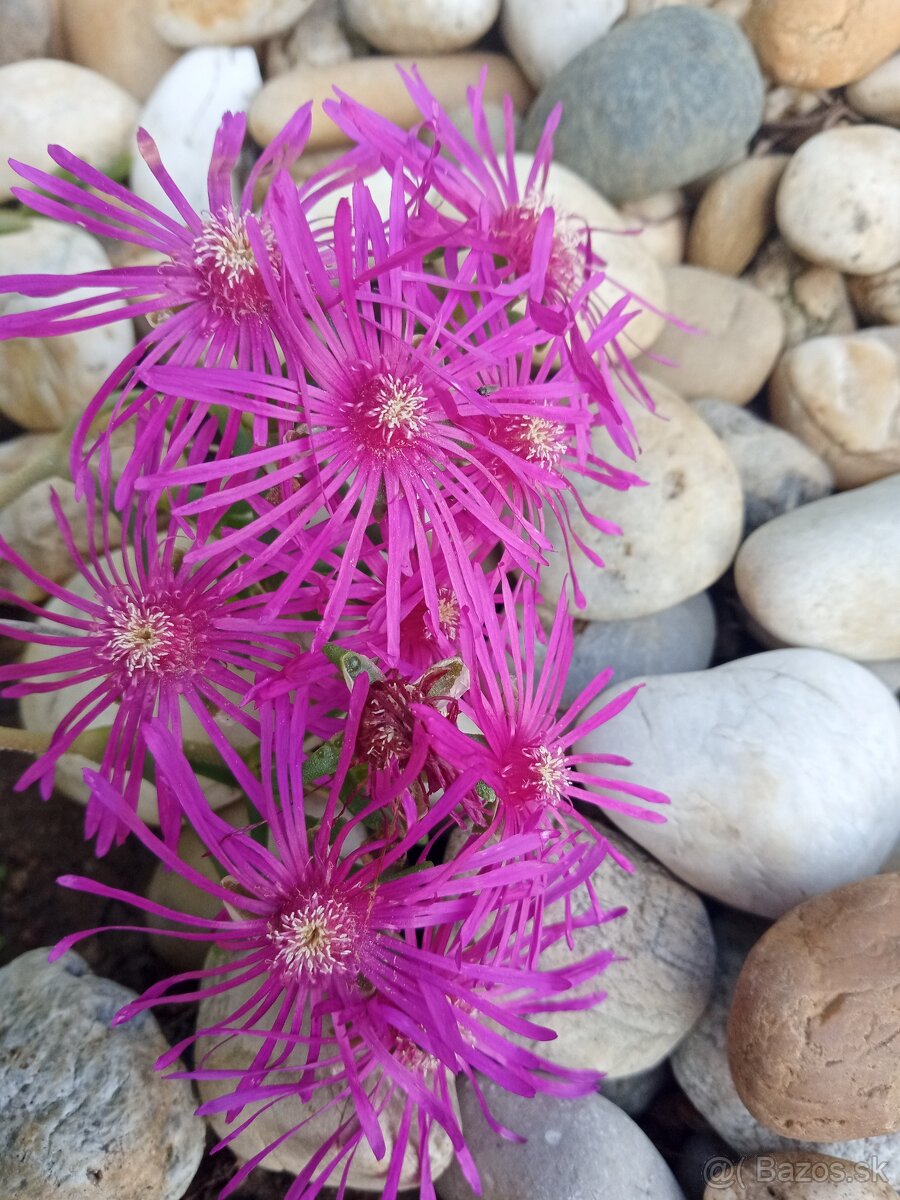 Delosperma