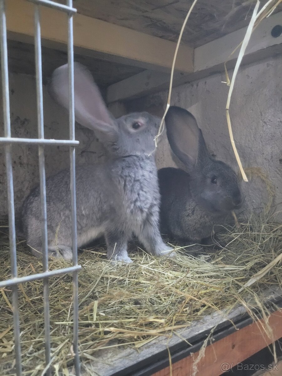 Nos,BO