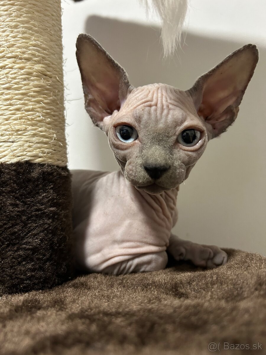 Kanadský sphynx