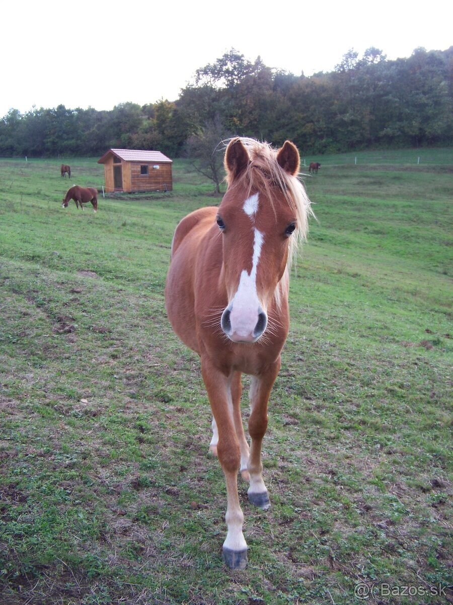 Predám pony kobylku 2rocnu