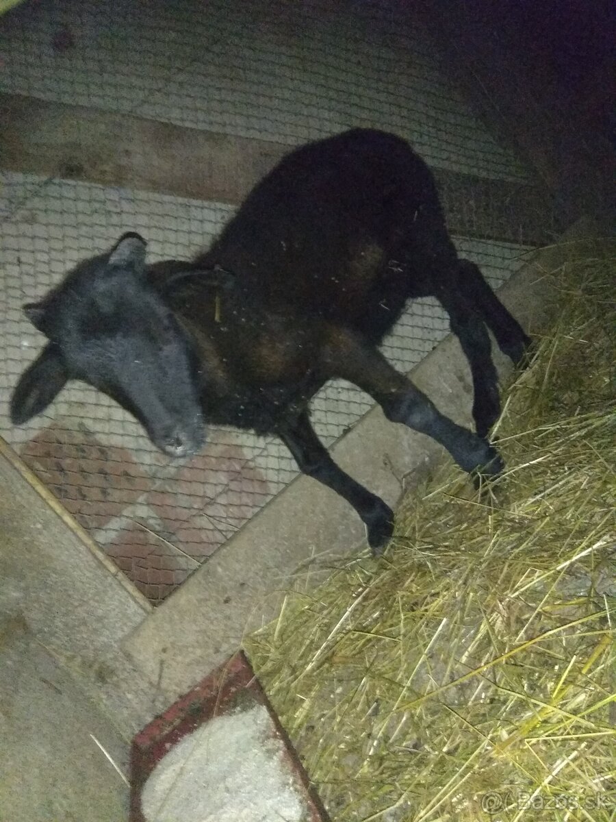 Predám
