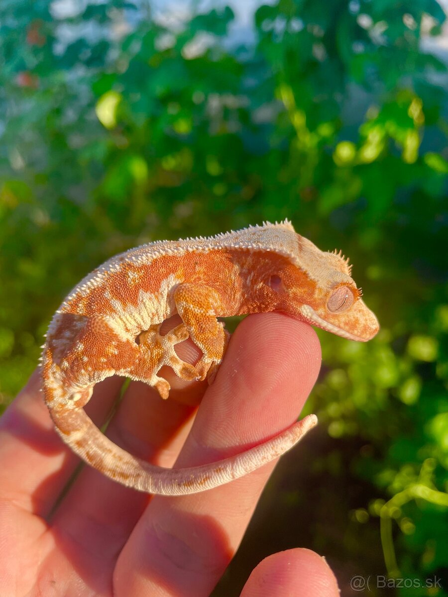 Crested Gecko Pagekon riasnatý