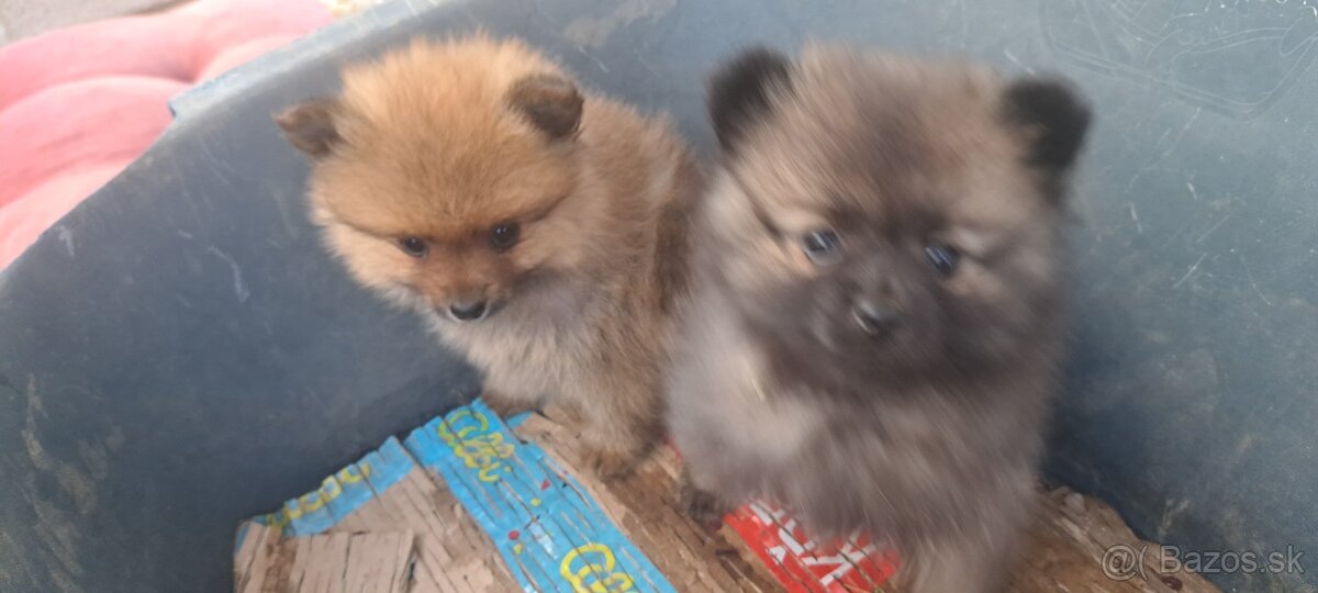 Pomerian nemecky spic zakrpateny