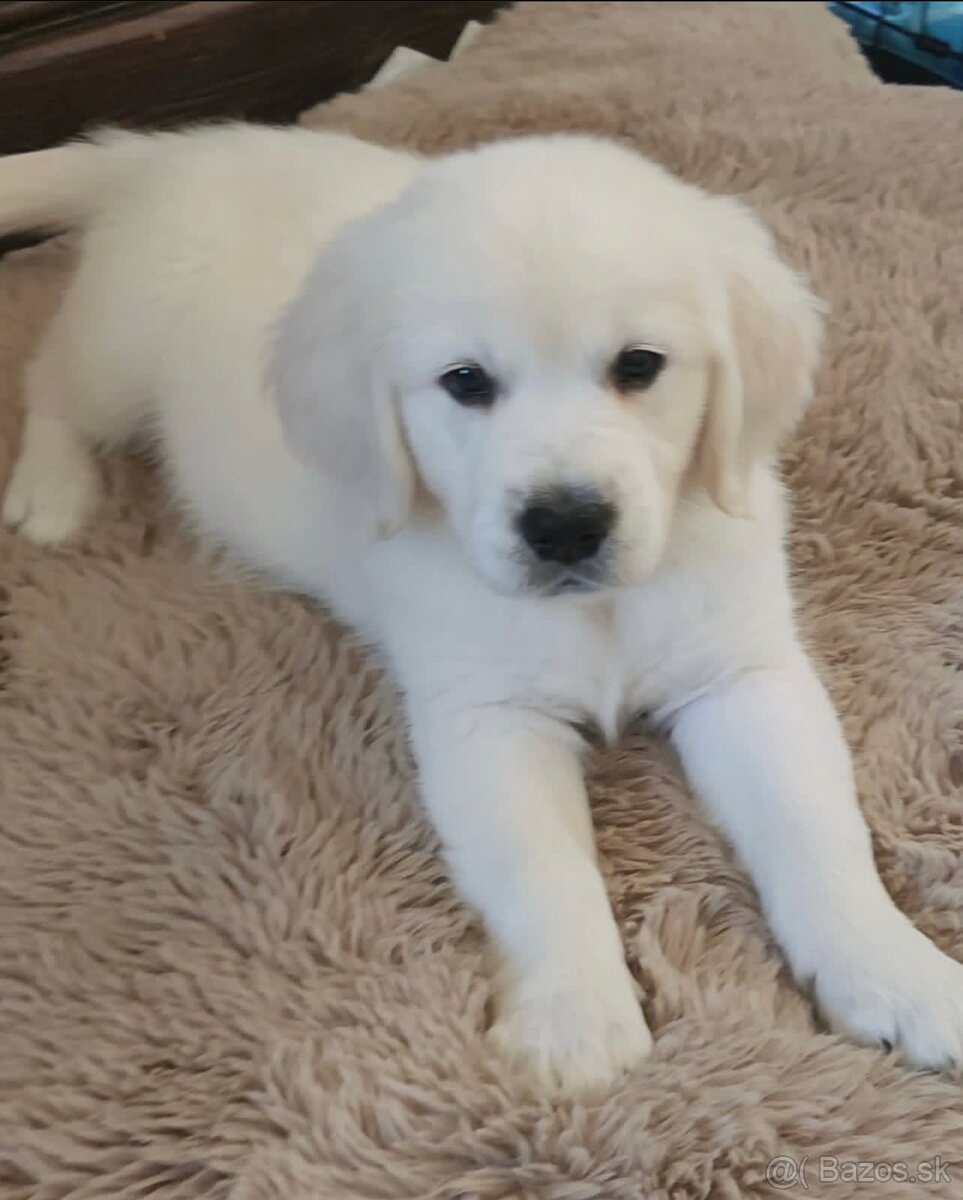 Perfektné šteniatka zlatého retrievera na adopciu