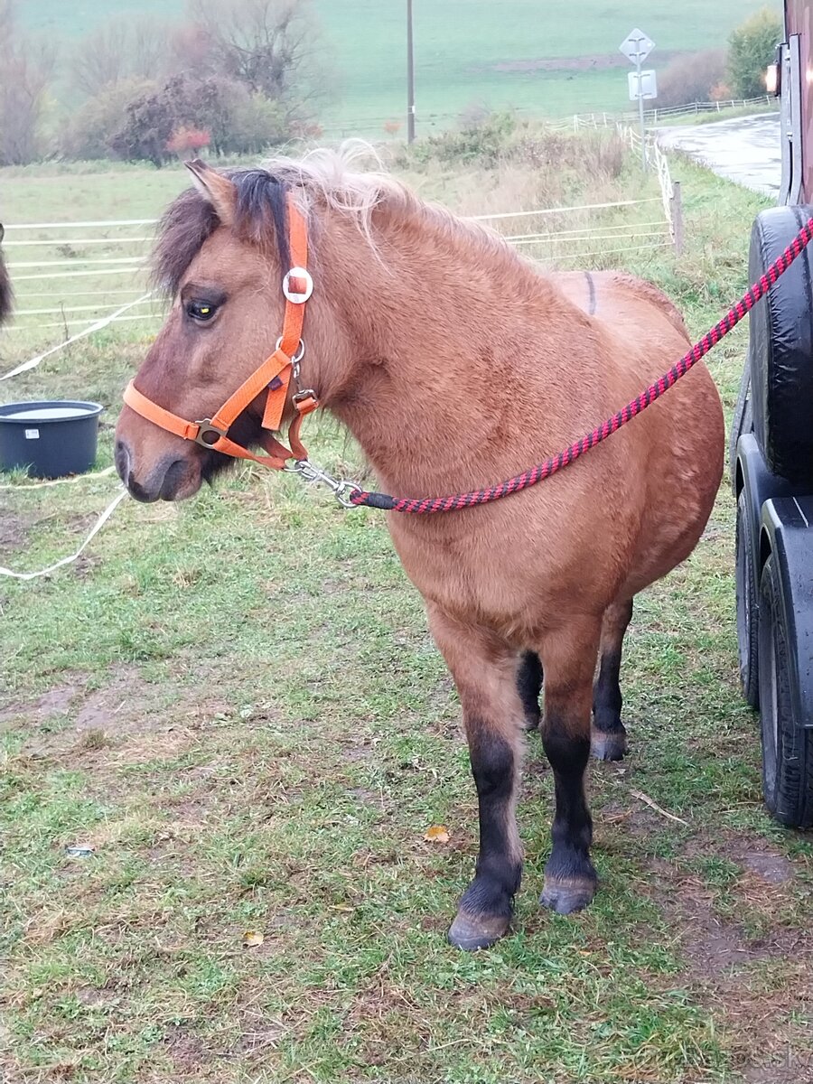 Predám poníka