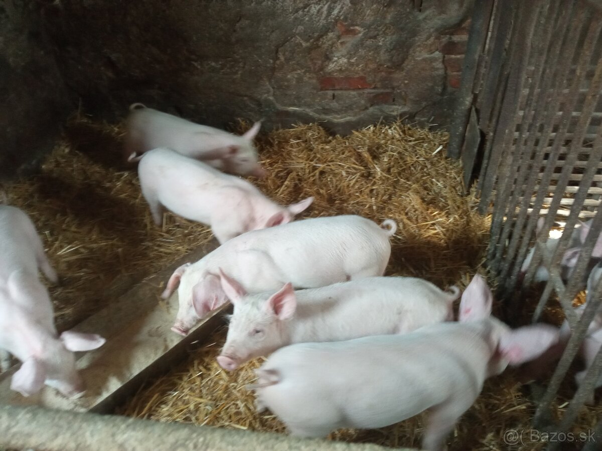 Predám odstavčatá