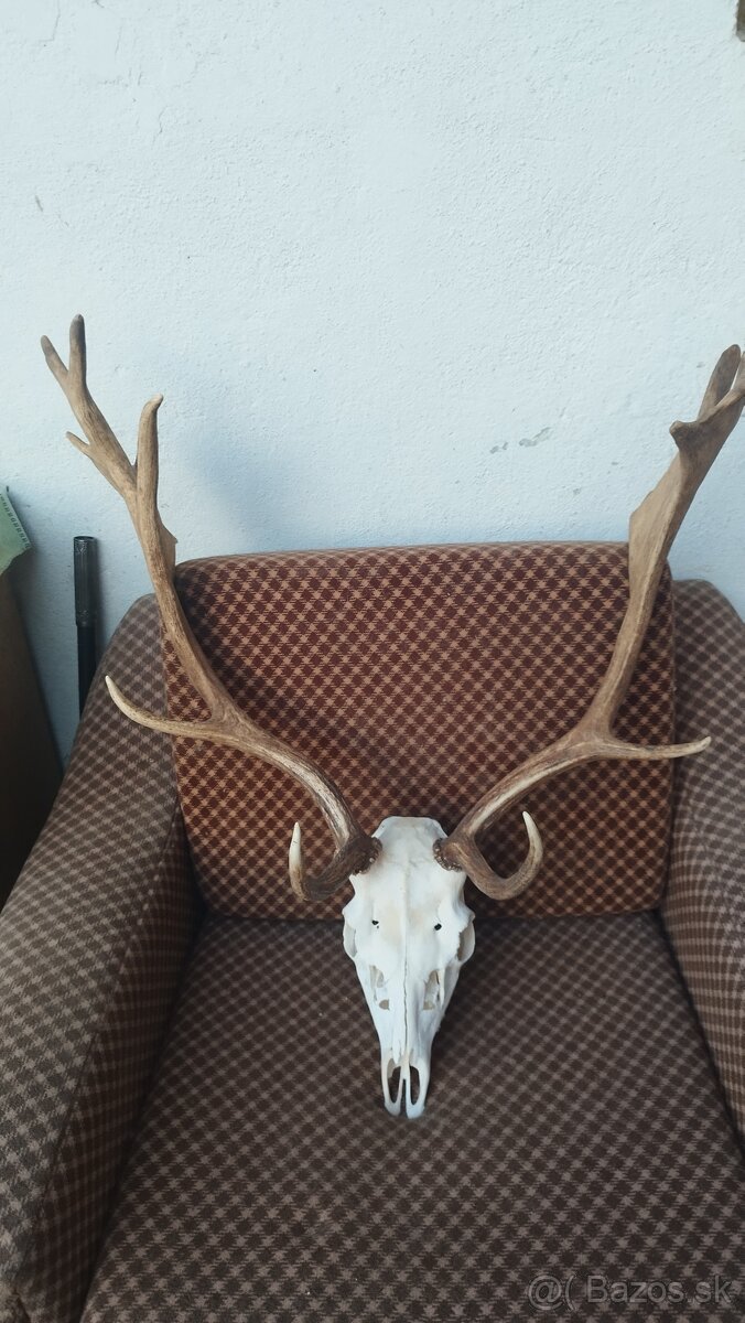 Predám trofej Daniela parožie zhody trofeje.