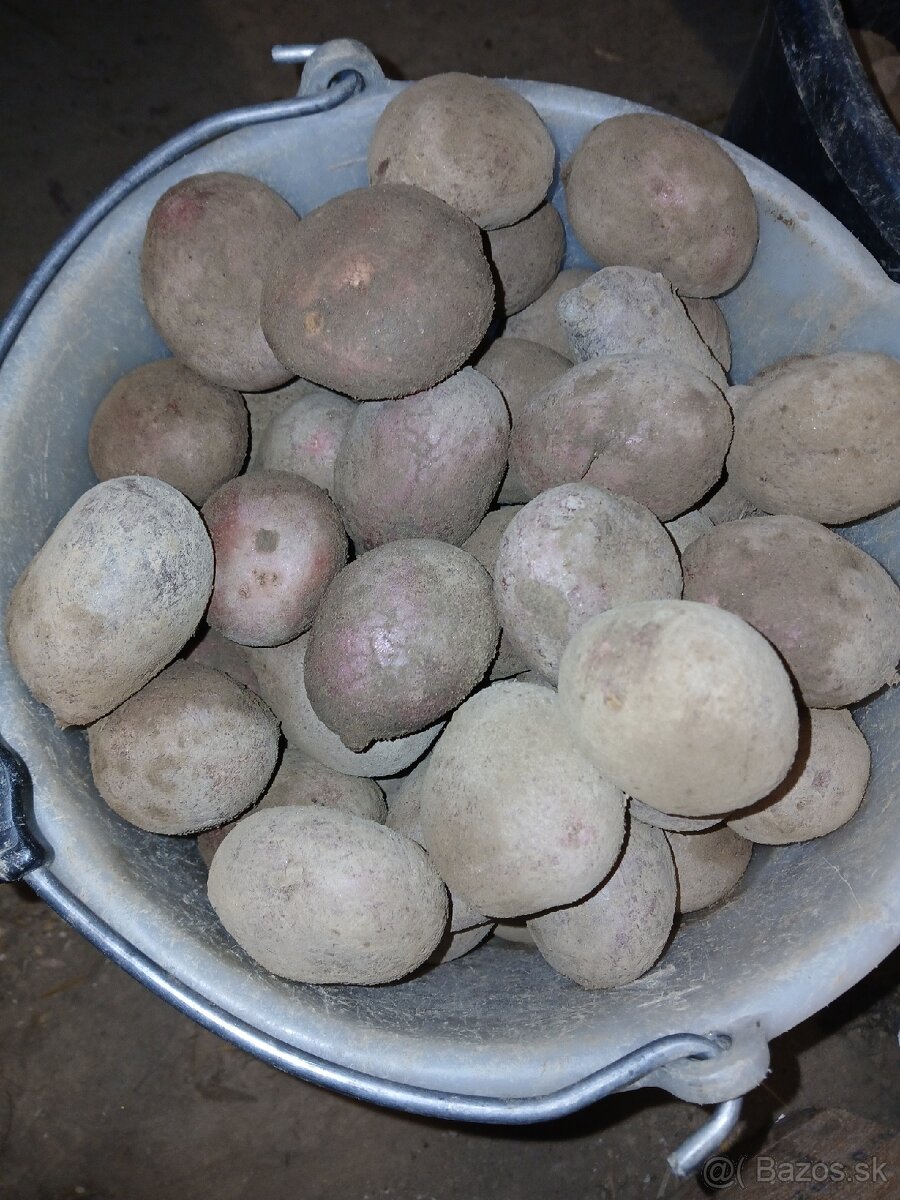 Sadbové zamiaky Red Anna