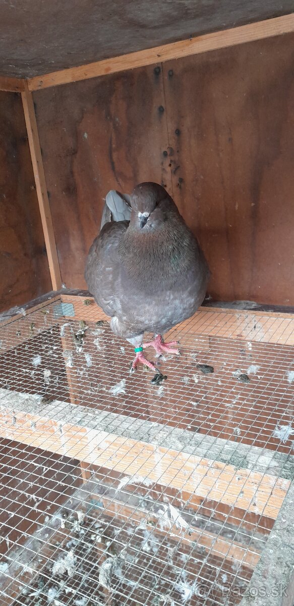 Americký King 2024 2025 samci.