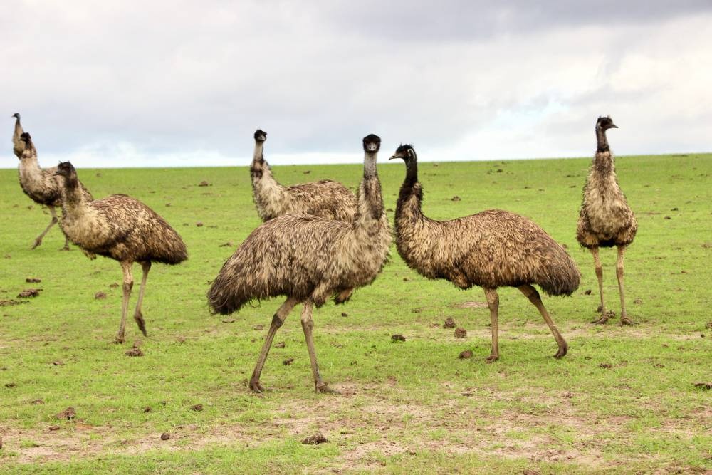 AUSTRALSKE EMU - EMU HNEDY