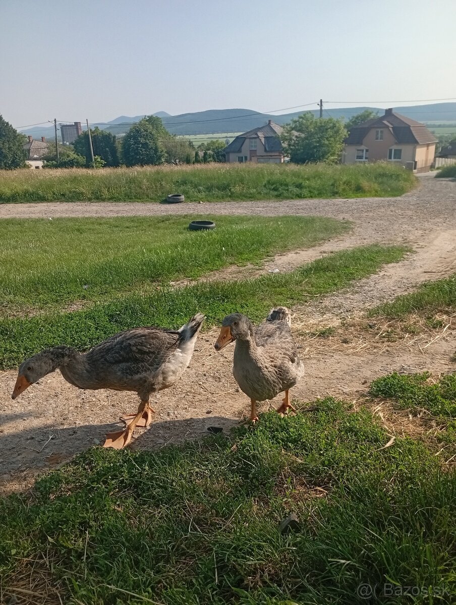 Vimenim
