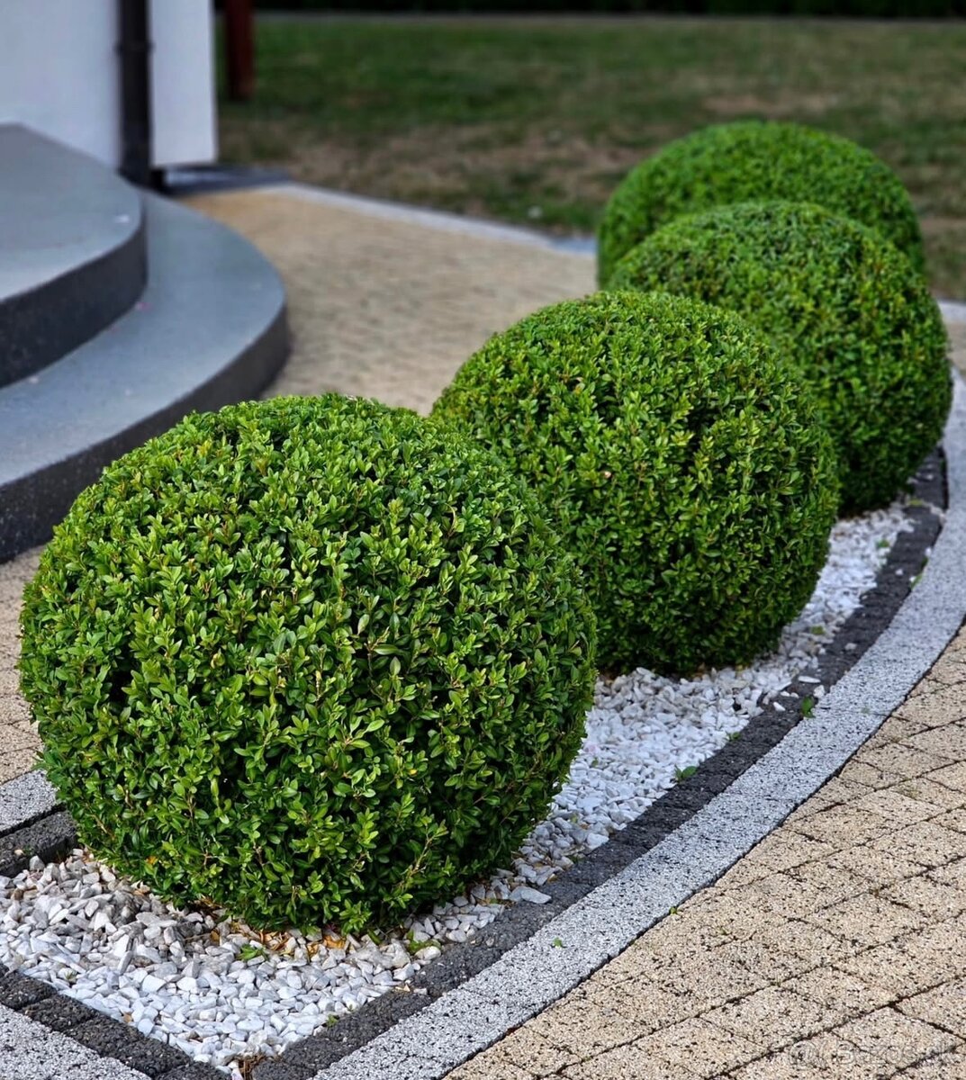 🌳 Údržba záhrad a zelene | Čistenie záhrad a pozemkov 🌳