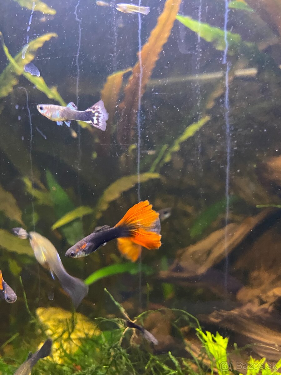 Gubky/Krevety/Prísavníky